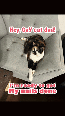 a calico cat laying on a grey couch with a caption that says hey gay cat dad