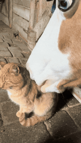 a cat is licking a horse 's nose on a brick sidewalk