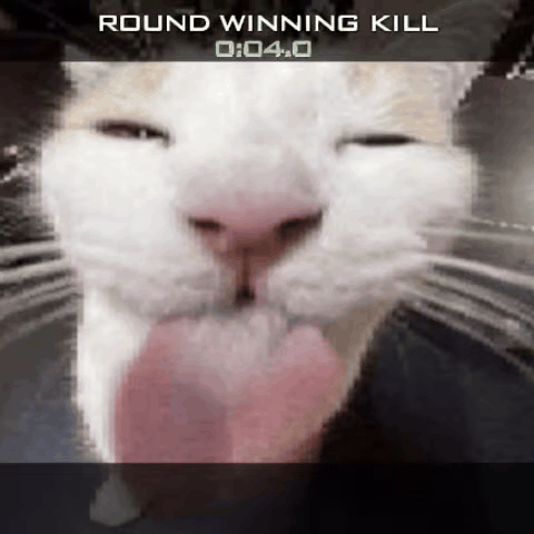 a close up of a cat 's face with the words round winning kill