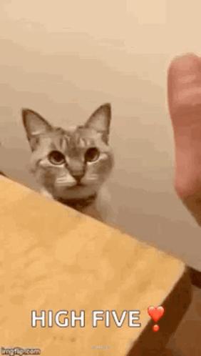 A cat raises its paw toward an offered high five.