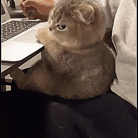 A gray cat turns its head with an intensely angry stare.