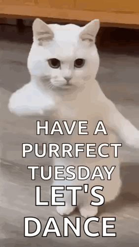 a white cat is standing on its hind legs and says `` have a purrfect tuesday let 's dance ''