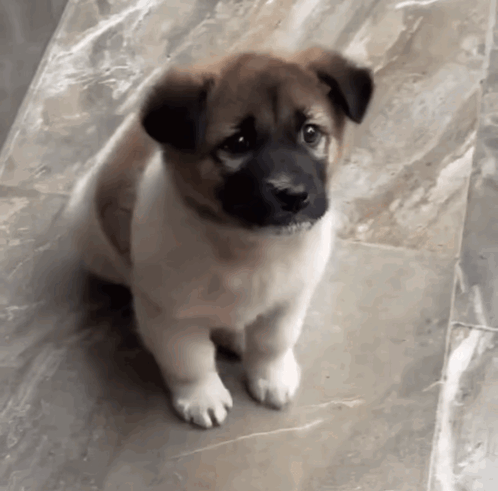 A fluffy puppy sits on a tiled floor and looks up.
