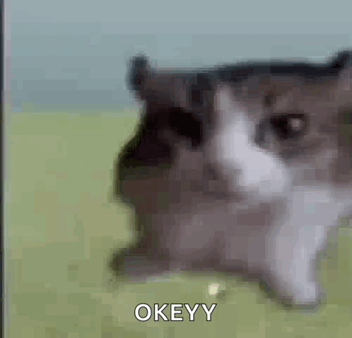 a blurry picture of a cat laying on the grass with the word okeyy written on the bottom .