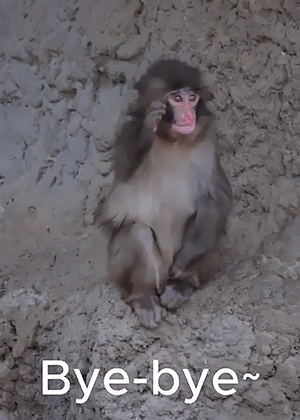 A small monkey sits against a wall with the caption “Bye-bye~”.