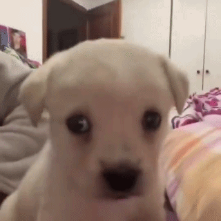 A pale puppy looks up with large pleading eyes.
