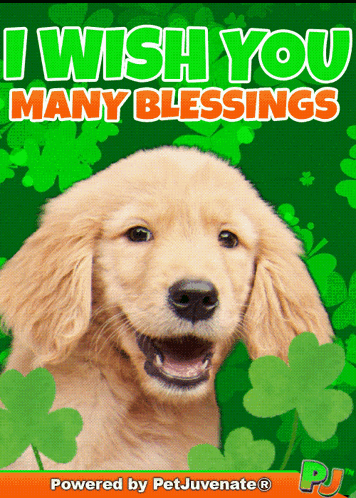 a picture of a dog with the words " i wish you many blessings " above it