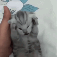 A gray cat squints while being held, looking intensely annoyed.