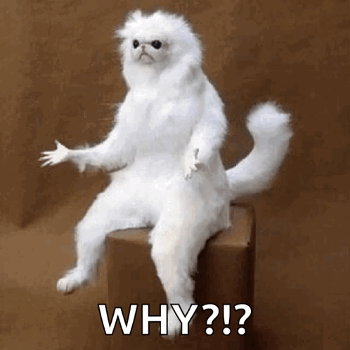 A white fluffy cat sits upright with the caption “WHY?!?”