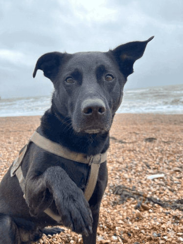 A black dog sits on a beach, looking toward the camera.