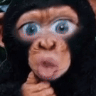 a close up of a chimpanzee making a funny face .