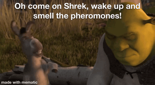 shrek is standing next to a donkey with the words oh come on shrek wake up and smell the pheromones made with mematic