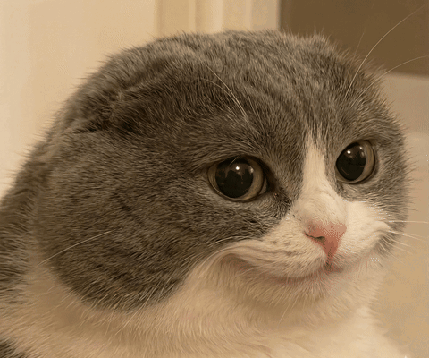 A gray-and-white cat gives a wide, sly smile.