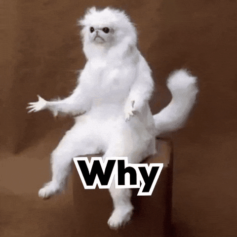A white fluffy cat sits upright beneath the caption “Why.”