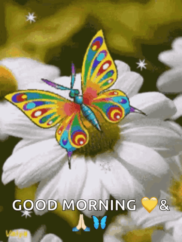 a colorful butterfly is sitting on a white flower with the words good morning &
