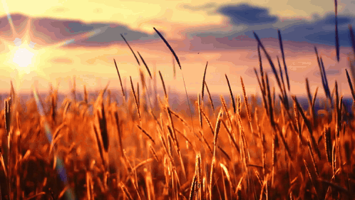 a field of wheat with the sun shining through the clouds