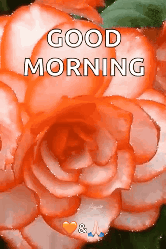 A close-up orange rose carries the caption “GOOD MORNING.”