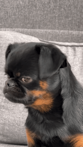 A small black-and-tan dog gives a hurt-looking side eye.