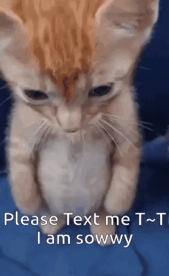 a close up of a cat with the words please text me t ~ i am sowwy written below it