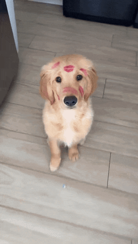 a puppy with red lipstick on its face looks at the camera
