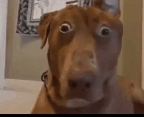 A brown dog stares directly into the camera with wide startled eyes.