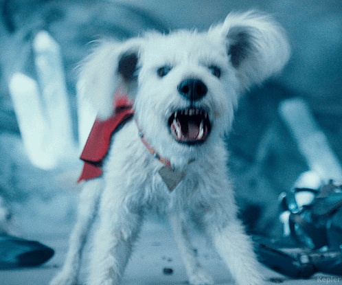 a white dog with a red bow around its neck is looking at the camera with its mouth open