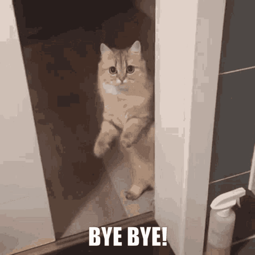 A cat peeks around a doorway with the caption “BYE BYE!”.