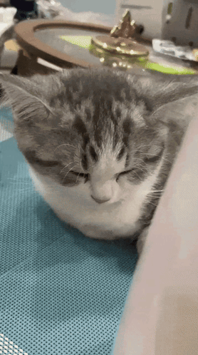 A gray cat lies drowsily on a countertop.