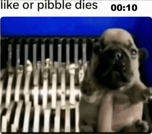 a pug dog is sitting in front of a bunch of knives and says like or pibble dies .