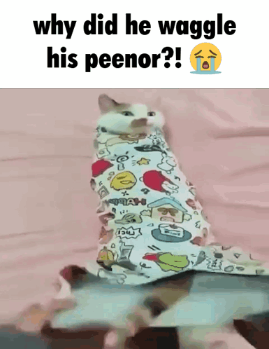 a cat wrapped in a blanket with the caption " why did he wagge his peenor "