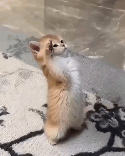 A small cat stands upright with its paws raised like an eager yes gesture.