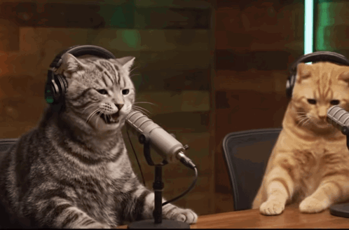 Two cats sit at microphones like podcast hosts, with one appearing to laugh.