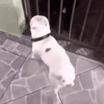 A white dog dances upright on a tiled patio.