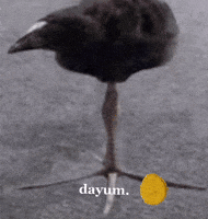 a black bird standing on one leg with the word dayum written below it