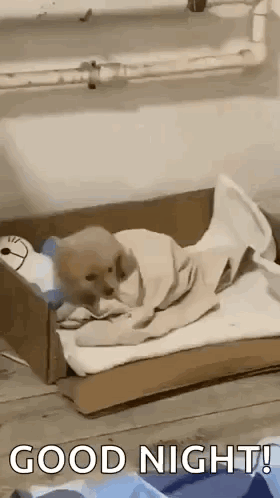 A tiny puppy sleeps tucked into white bedding with a BEBY TIME caption.