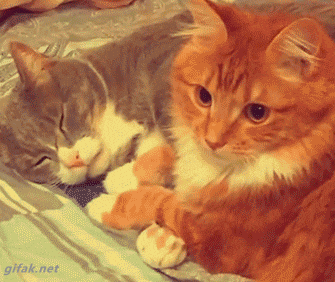 Two orange kittens lie close together on a blanket.