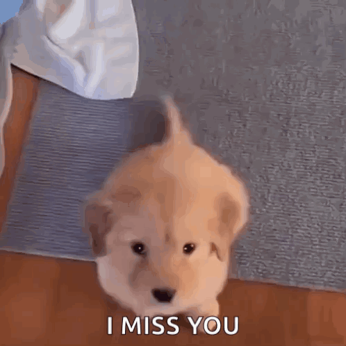 a puppy is sitting on a rug and says i miss you .