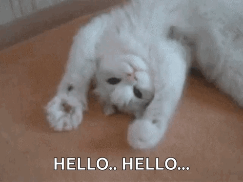 A white cat lying on its back on the floor, saying hello, hello.