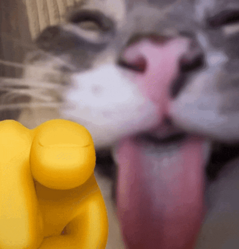 a close up of a cat sticking its tongue out next to a yellow finger