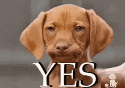 A brown puppy looks forward with a large “YES” caption.