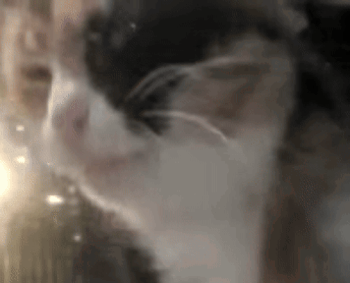 a close up of a cat 's face with smoke coming out of it 's nose