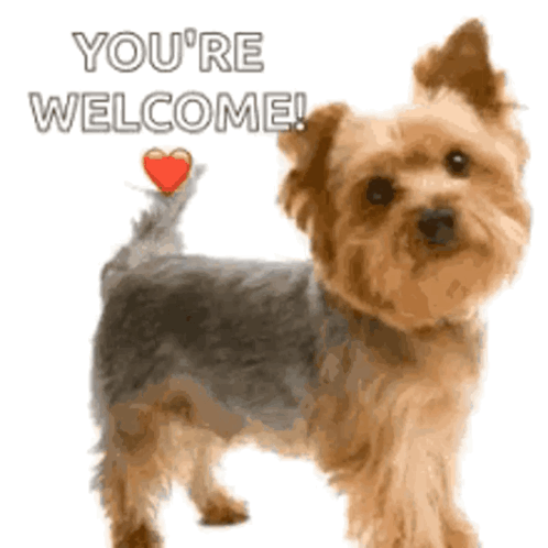 A small Yorkshire terrier stands beside a floating heart and “YOU’RE WELCOME!”