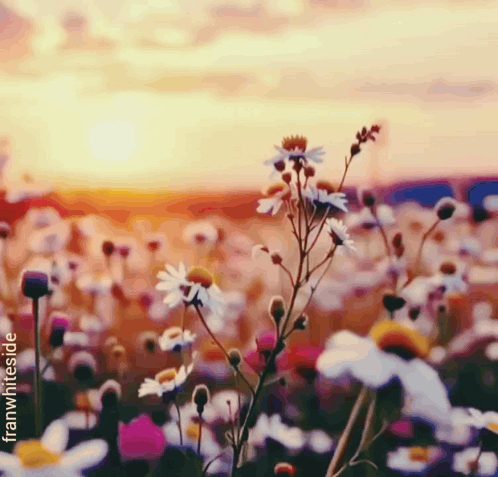 Wildflowers stand in a softly lit field at sunrise.