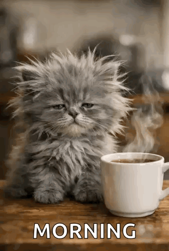 A fluffy gray kitten sits beside a coffee mug with “MORNING” text.