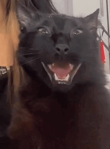 a black cat with its mouth open and its tongue out
