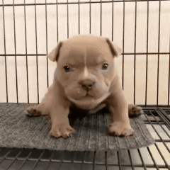 a puppy is sitting on a mat in a cage looking at the camera .