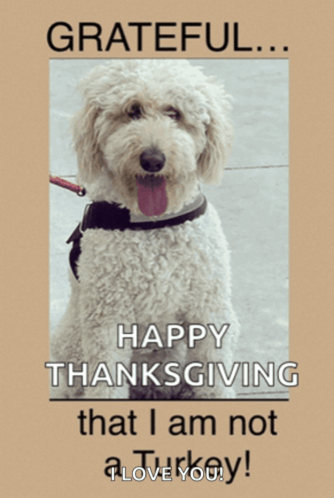 a picture of a dog with the words grateful happy thanksgiving that i am not a turkey love you