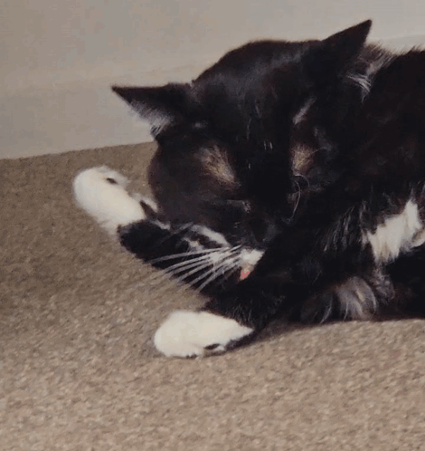 a black and white cat laying on a brown carpet