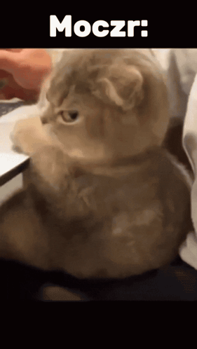 A gray kitten stares back under the caption “Mocżr.”