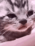 A cat close-up shows a wrinkled, teary-looking sad expression.